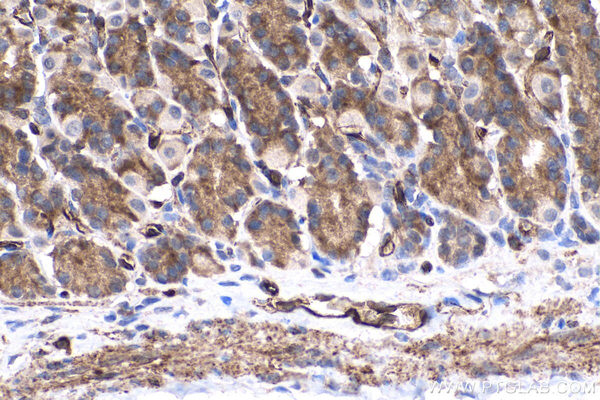 Immunohistochemistry (IHC) staining of rat stomach tissue using Caspase 7 Monoclonal antibody (67956-1-Ig)