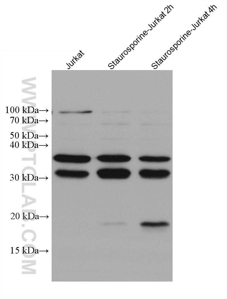 Western Blot (WB) analysis of various lysates using Caspase 7 Monoclonal antibody (67956-1-Ig)
