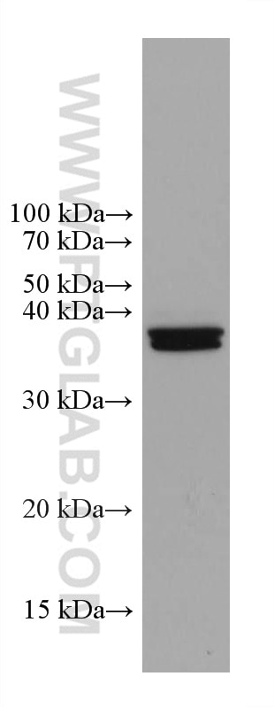 Western Blot (WB) analysis of PC-12 cells using Caspase 7 Monoclonal antibody (67956-1-Ig)