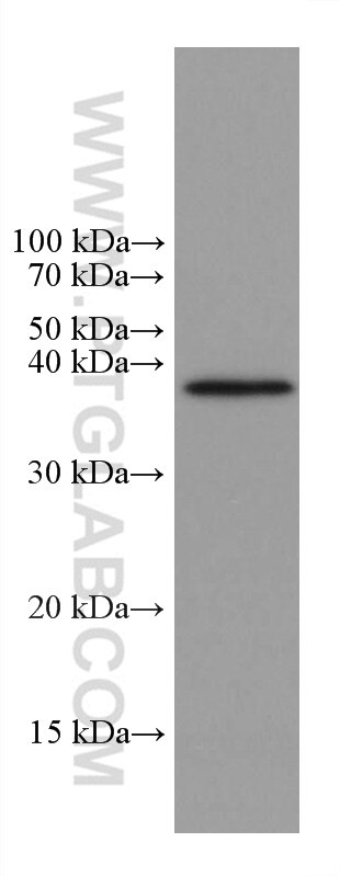 Western Blot (WB) analysis of RAW 264.7 cells using Caspase 7 Monoclonal antibody (67956-1-Ig)