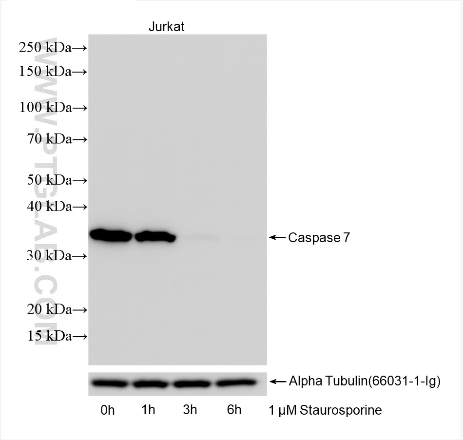 Caspase 7