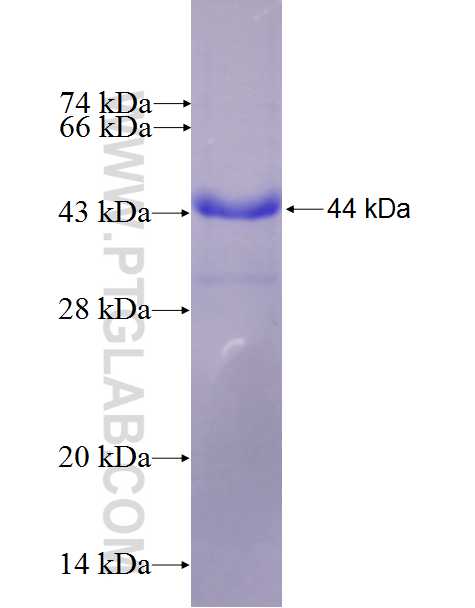 Caspase 7 fusion protein Ag25904 SDS-PAGE