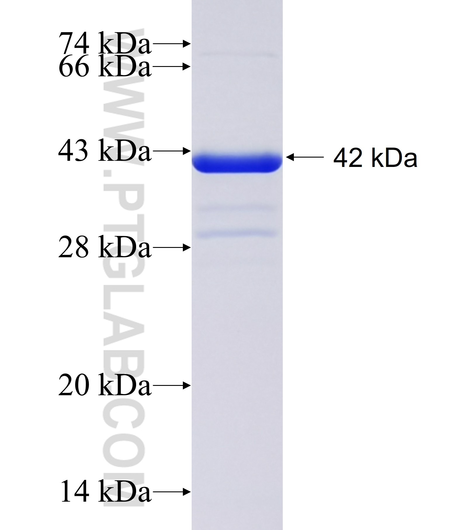 Caspase 7 fusion protein Ag25904 SDS-PAGE