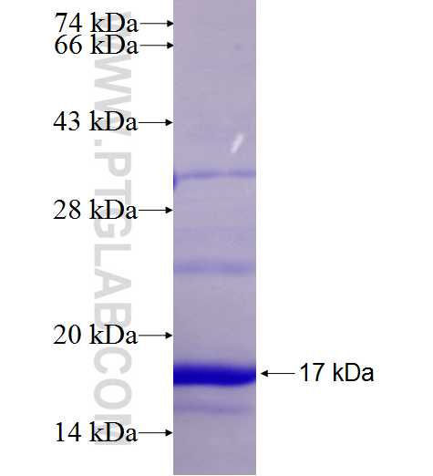 Caspase 7 fusion protein Ag27601 SDS-PAGE