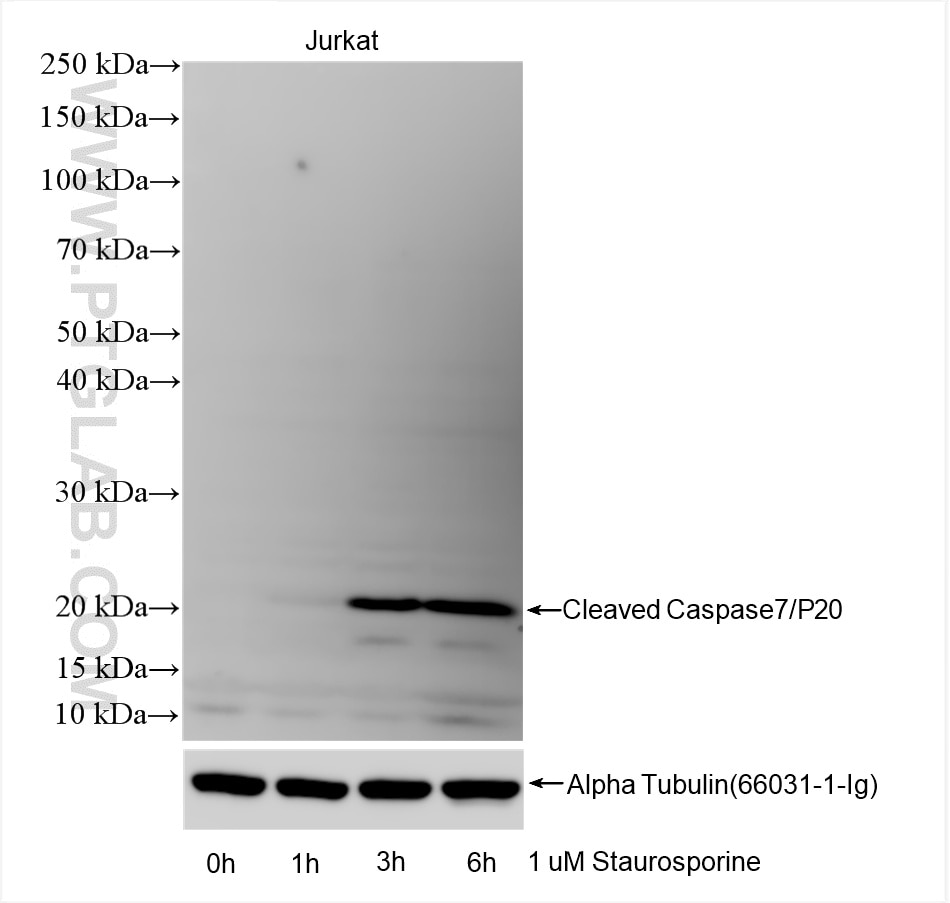 Western Blot (WB) analysis of various lysates using Cleaved Caspase 7/P20 Recombinant antibody (85328-2-RR)
