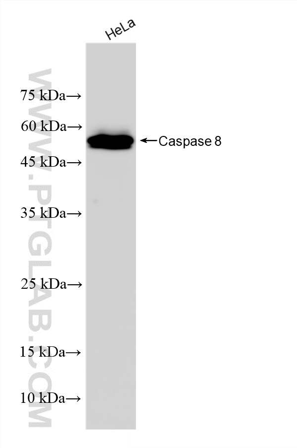 WB analysis using 85329-3-RR (same clone as 85329-3-PBS) Western Blot (WB) analysis of various lysates using Caspase 8 Recombinant monoclonal antibody (85329-3-RR)