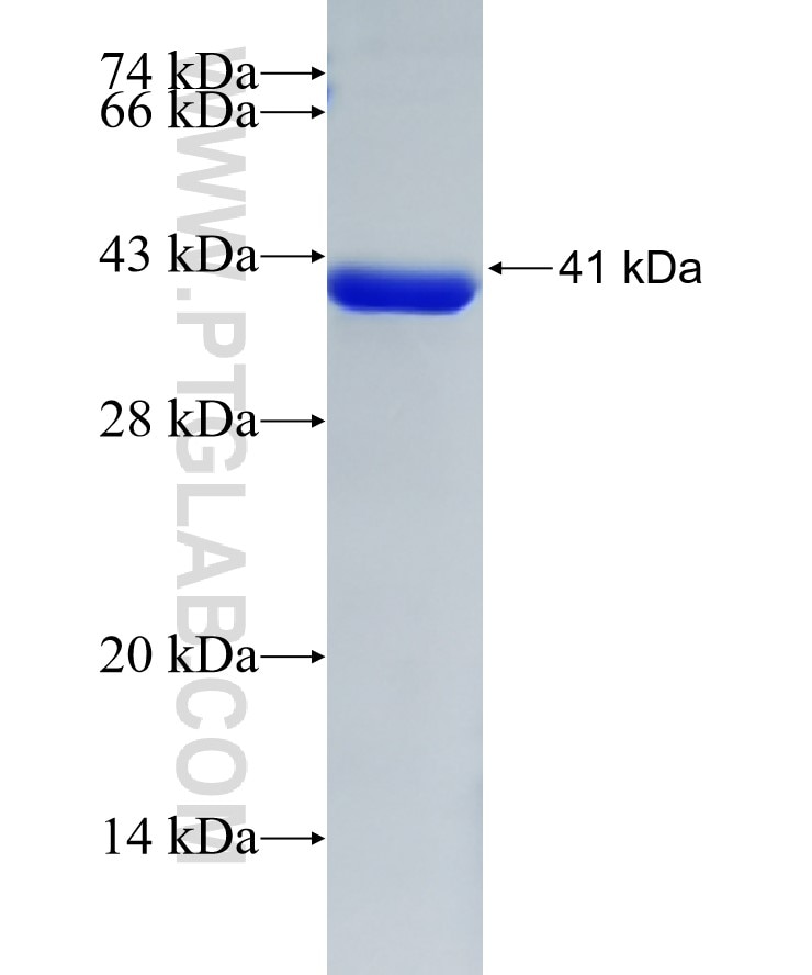 Caspase 8 fusion protein Ag20524 SDS-PAGE