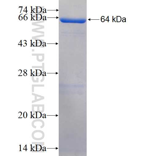 Caspase 8 fusion protein Ag4214 SDS-PAGE