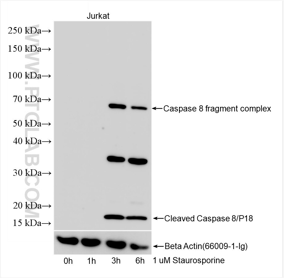 Cleaved Caspase 8/P18