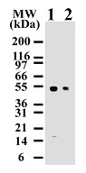 Caspase-8 mAb tested by Western blot. Caspase-8 detection by Western blot. The analysis was performed using Jurkat extracts with Caspase-8 mAb at 2 ug/ml (lane 1) and 0.5 ug/ml (lane 2) dilutions. The antibody only detects 55 kDa caspase-8 in staurosporine-treated (2 hours) Jurkat cells.