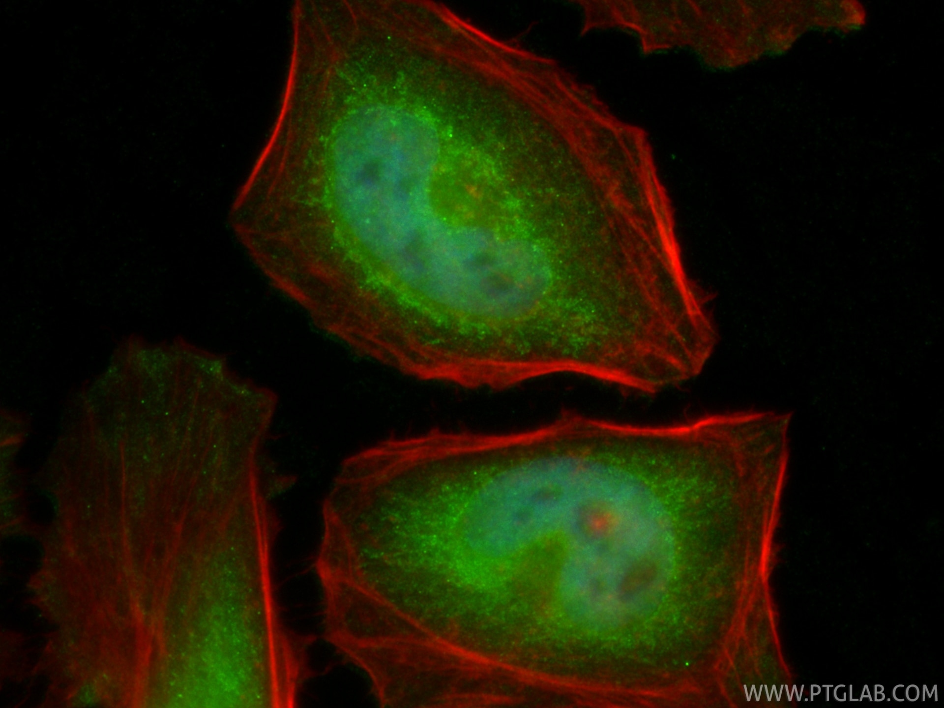 Immunofluorescence (IF) / fluorescent staining of HeLa cells using CoraLite® Plus 488-conjugated Caspase 8/P43/P18 Po (CL488-13423)