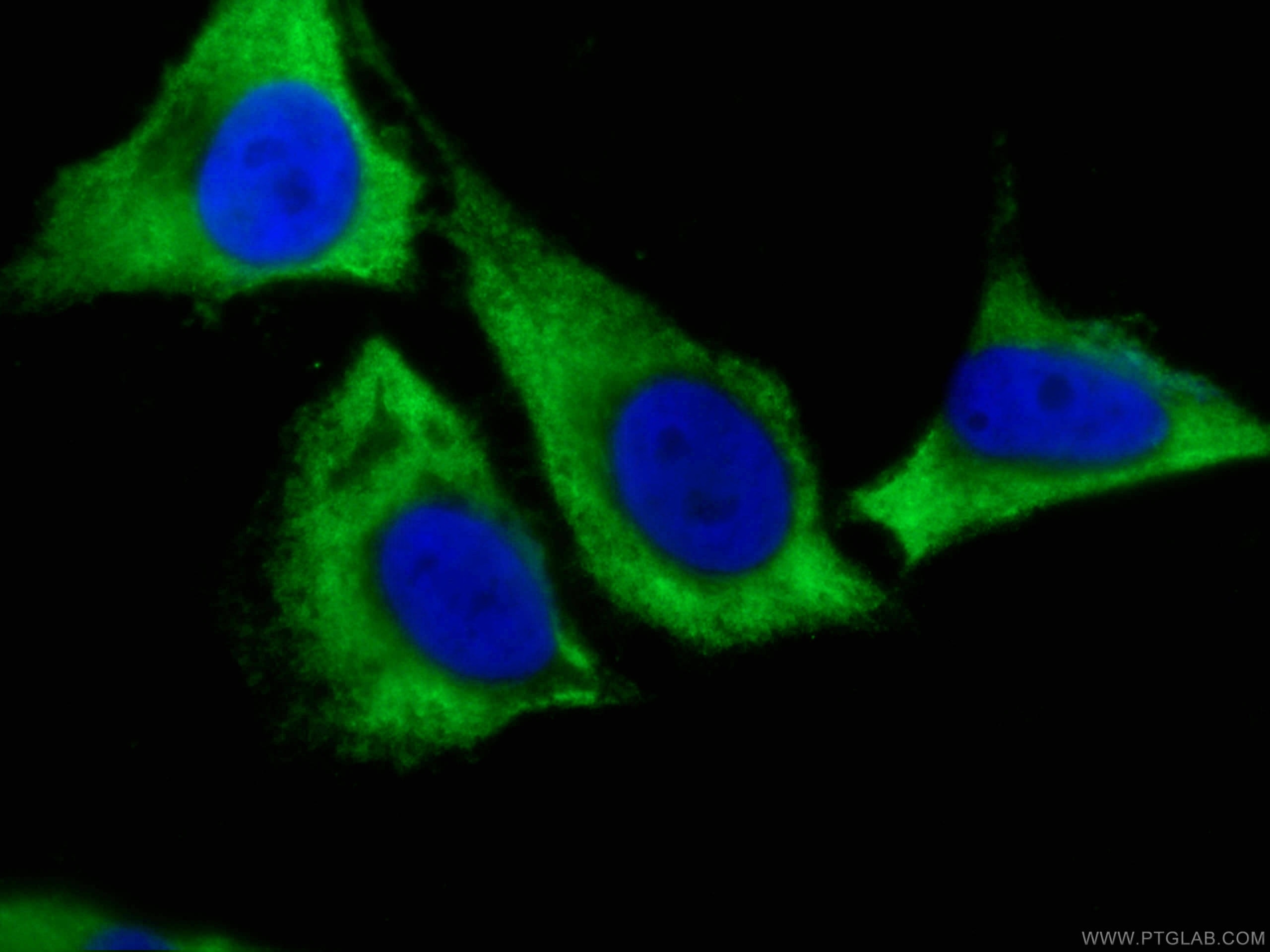 Immunofluorescence (IF) / fluorescent staining of HeLa cells using CoraLite®488-conjugated Caspase 8/p43/p18 Monoclon (CL488-66093)