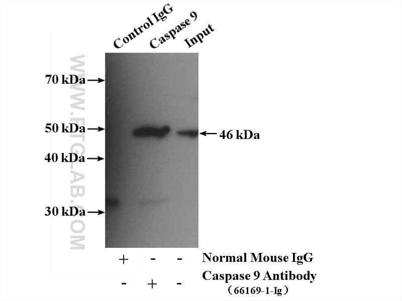 Immunoprecipitation (IP) experiment of HeLa cells using Caspase 9/p35/p10 Monoclonal antibody (66169-1-Ig)