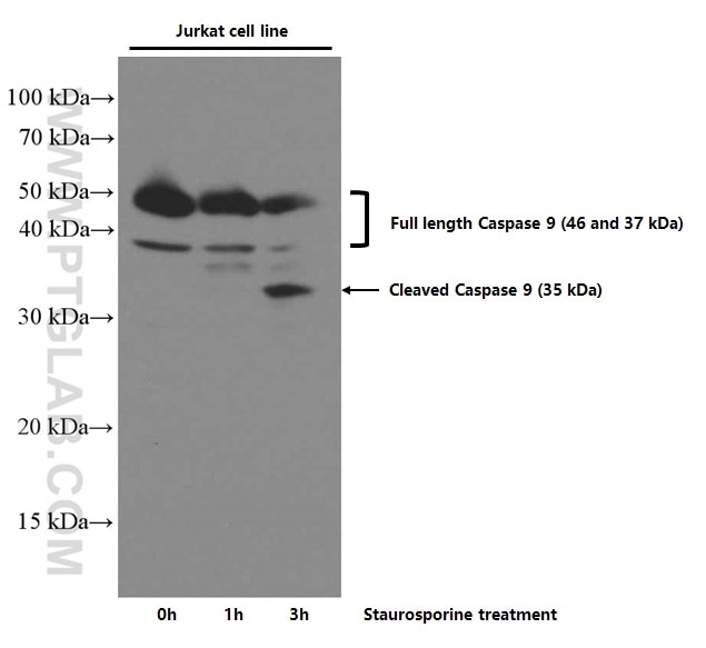 Western Blot (WB) analysis of Jurkat cells using Caspase 9/p35/p10 Monoclonal antibody (66169-1-Ig)