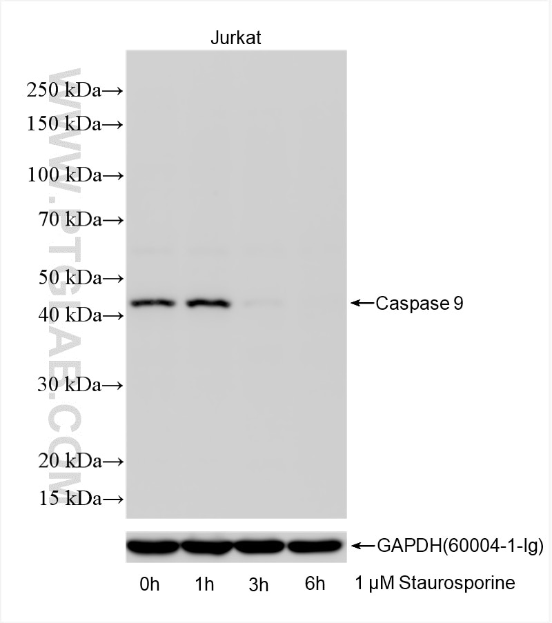 Caspase 9