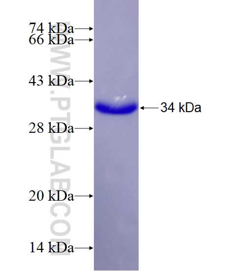 Caspase 9 fusion protein Ag20813 SDS-PAGE