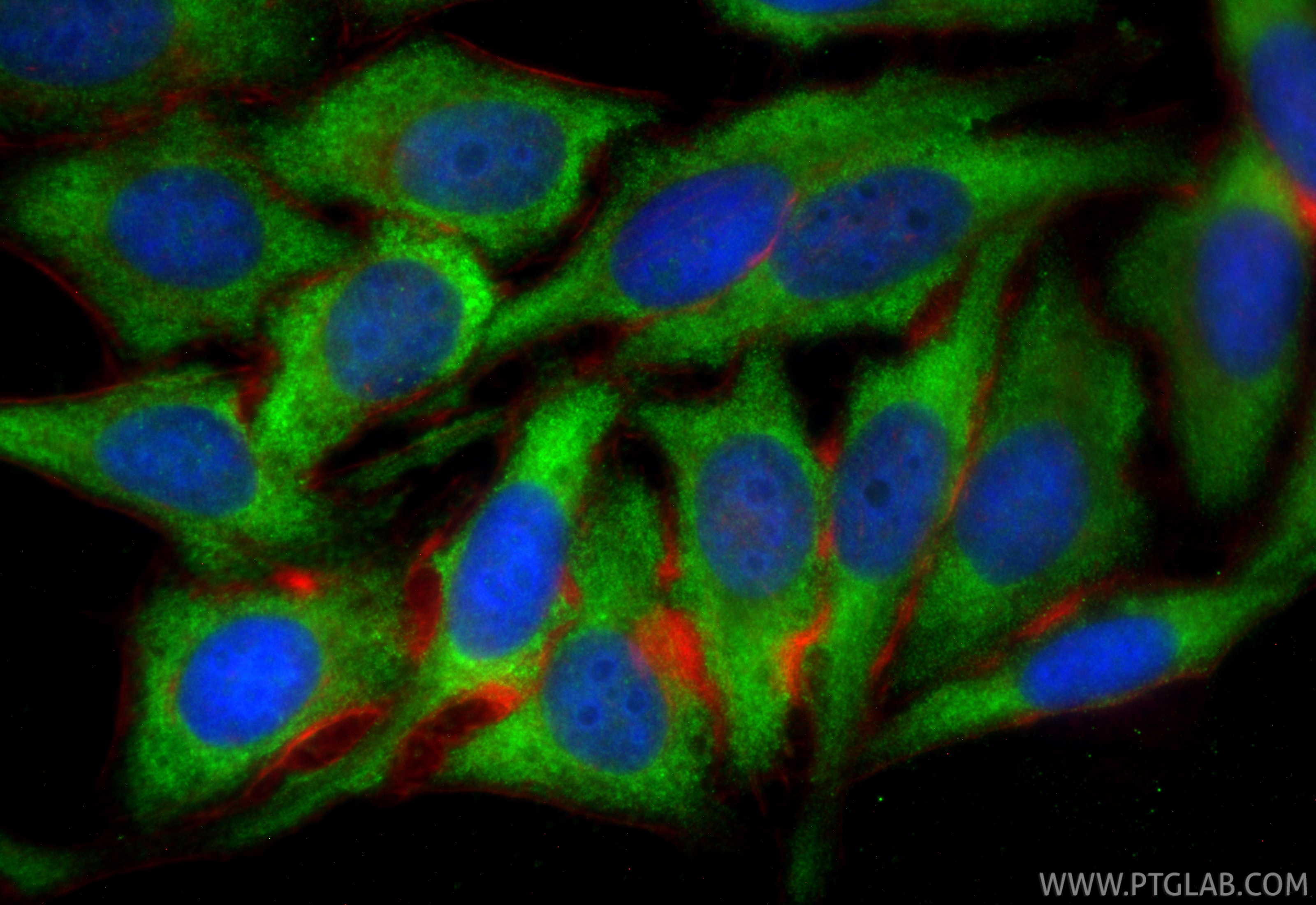 IF Staining of HepG2 using CL488-66169 Immunofluorescence (IF) / fluorescent staining of HepG2 cells using CoraLite® Plus 488-conjugated Caspase 9/P35 Monocl (CL488-66169)