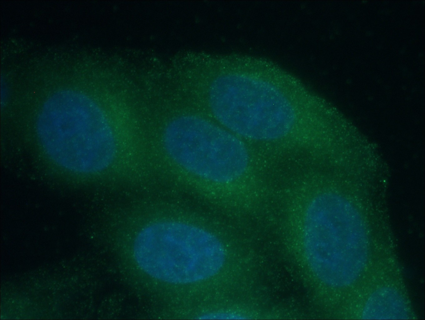 Immunofluorescence (IF) / fluorescent staining of HepG2 cells using Catalase Monoclonal antibody (66765-1-Ig)