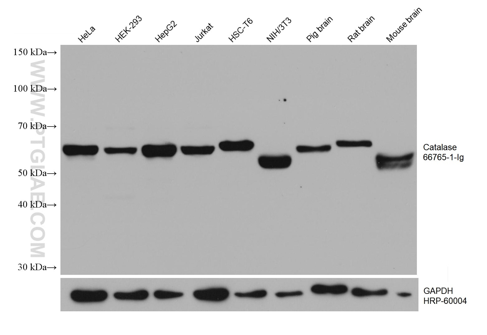 Western Blot (WB) analysis of various lysates using Catalase Monoclonal antibody (66765-1-Ig)