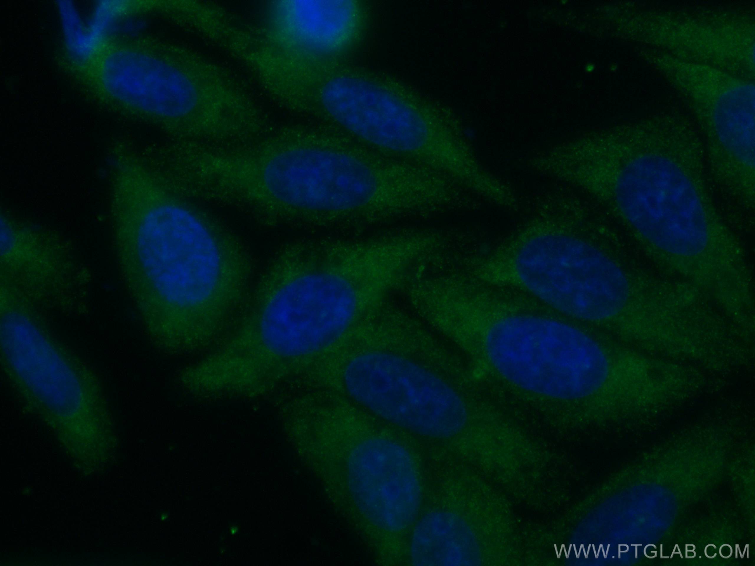 Immunofluorescence (IF) / fluorescent staining of HepG2 cells using CoraLite® Plus 488-conjugated Catalase Monoclonal  (CL488-66765)