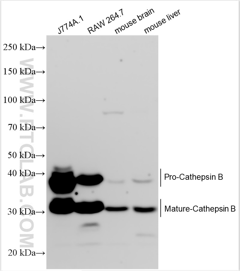 Western Blot (WB) analysis of various lysates using Cathepsin B Polyclonal antibody (32809-1-AP)