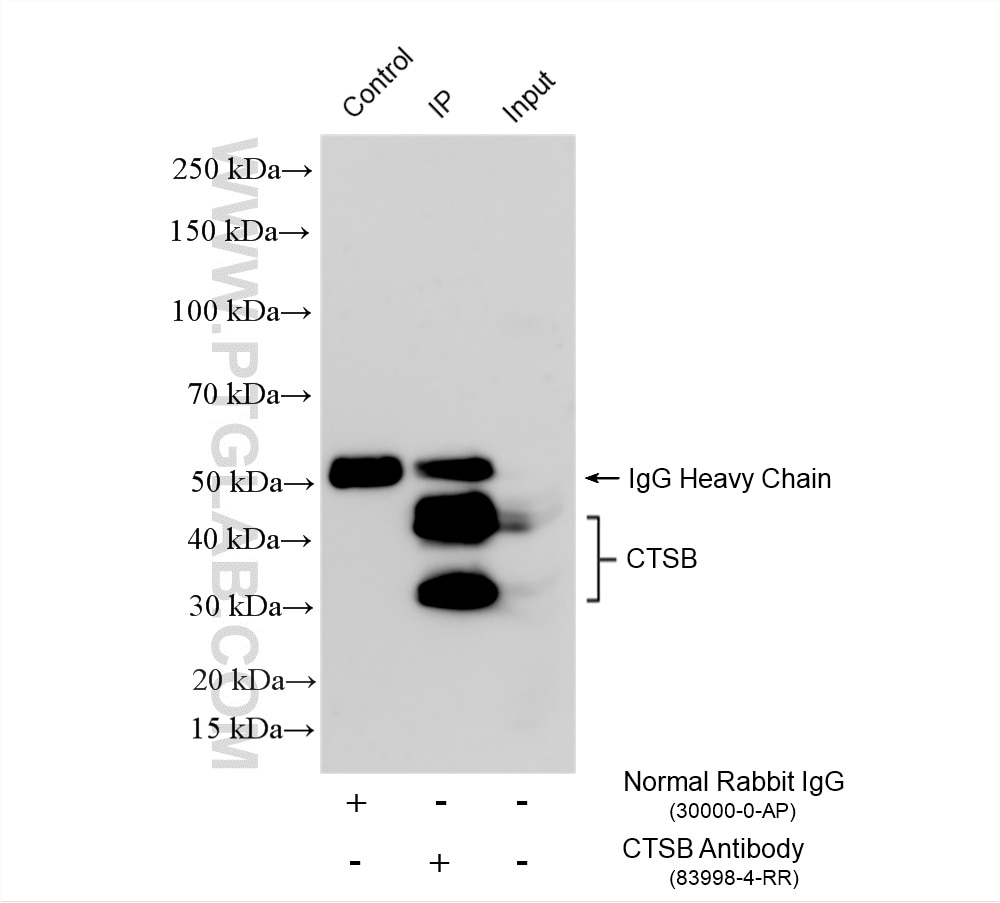 Immunoprecipitation (IP) experiment of HepG2 cells using Cathepsin B Recombinant monoclonal antibody (83998-4-RR)