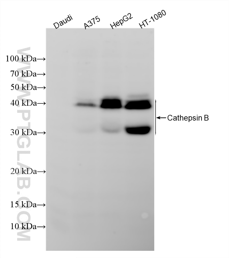 Western Blot (WB) analysis of various lysates using Cathepsin B Recombinant monoclonal antibody (83998-4-RR)