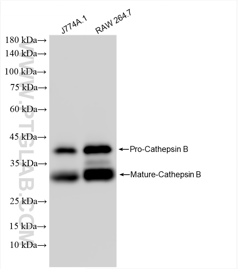 Western Blot (WB) analysis of various lysates using Cathepsin B Recombinant antibody (85841-5-RR)