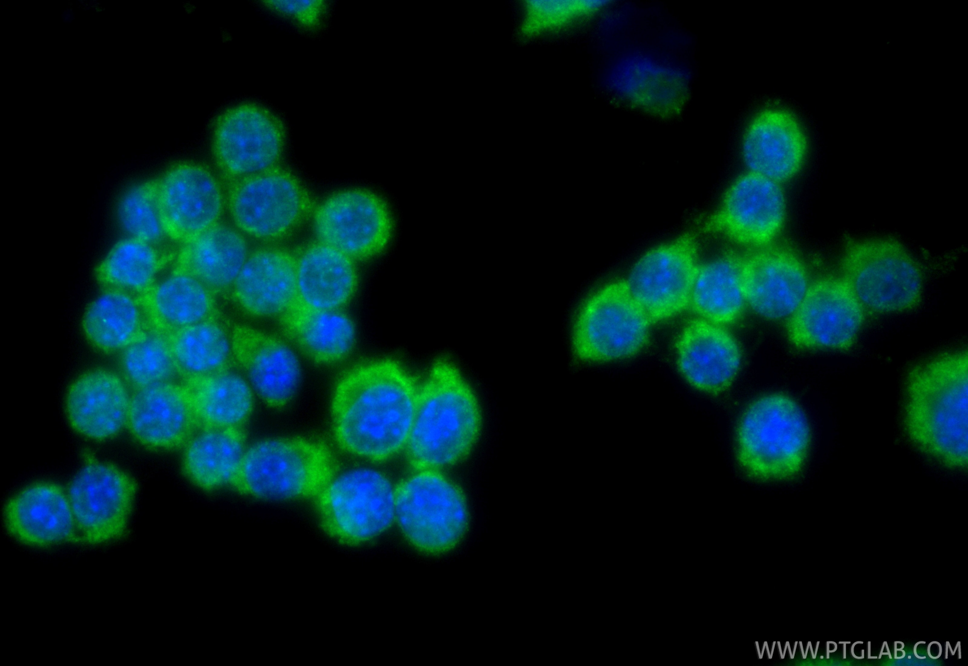 Immunofluorescence (IF) / fluorescent staining of RAW 264.7 cells using CoraLite® Plus 488-conjugated Cathepsin B Recombin (CL488-85841-5)