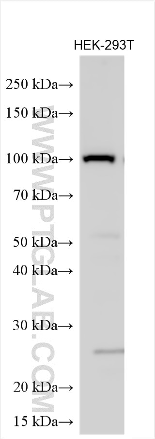 WB analysis using 30790-1-AP