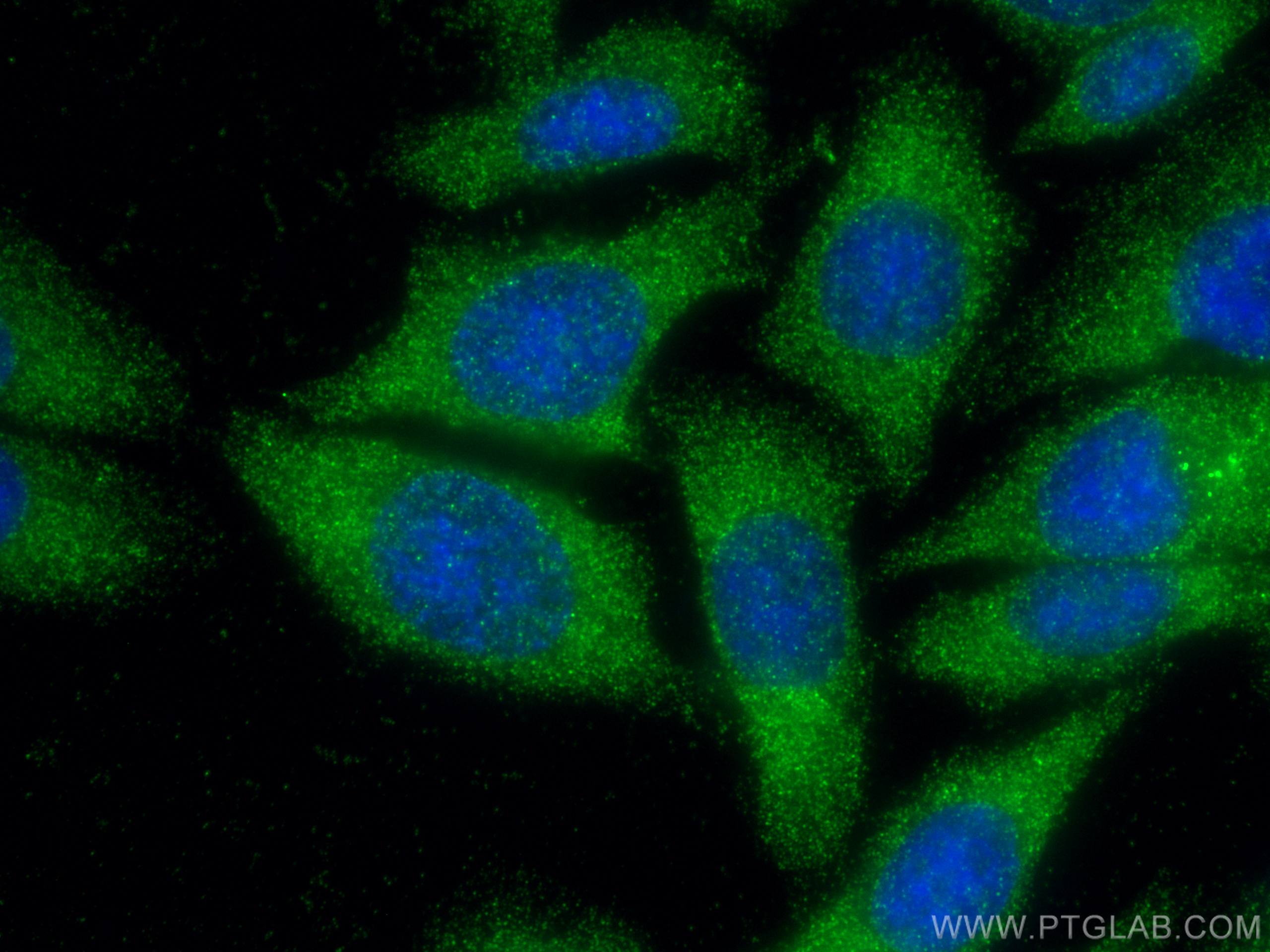 Immunofluorescence (IF) / fluorescent staining of HepG2 cells using Cathepsin D Monoclonal antibody (66534-1-Ig)