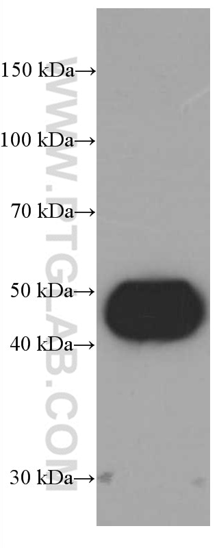 Western Blot (WB) analysis of MCF-7 cells using Cathepsin D Monoclonal antibody (66534-1-Ig)