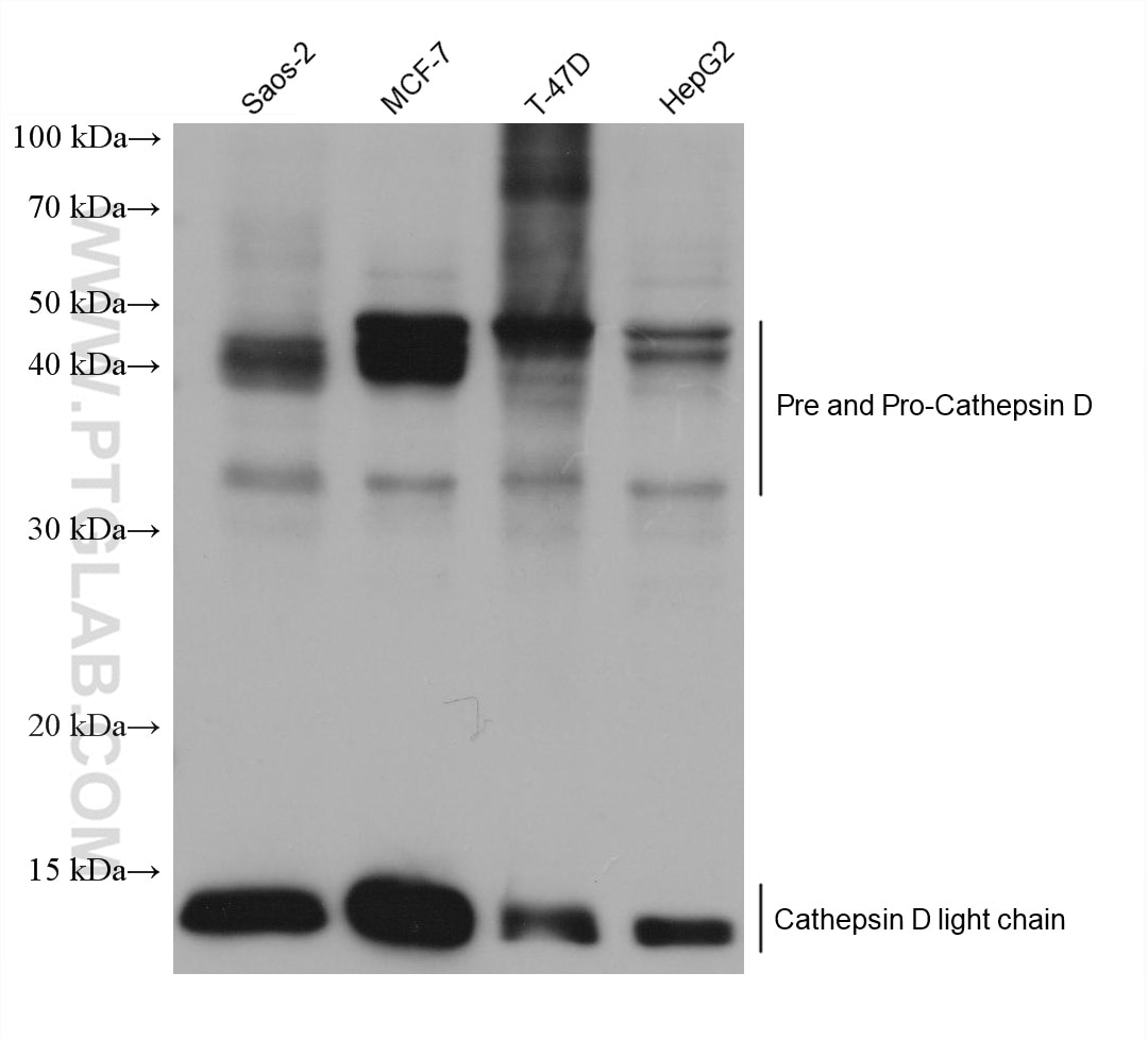 Western Blot (WB) analysis of various lysates using Cathepsin D Monoclonal antibody (66534-1-Ig)