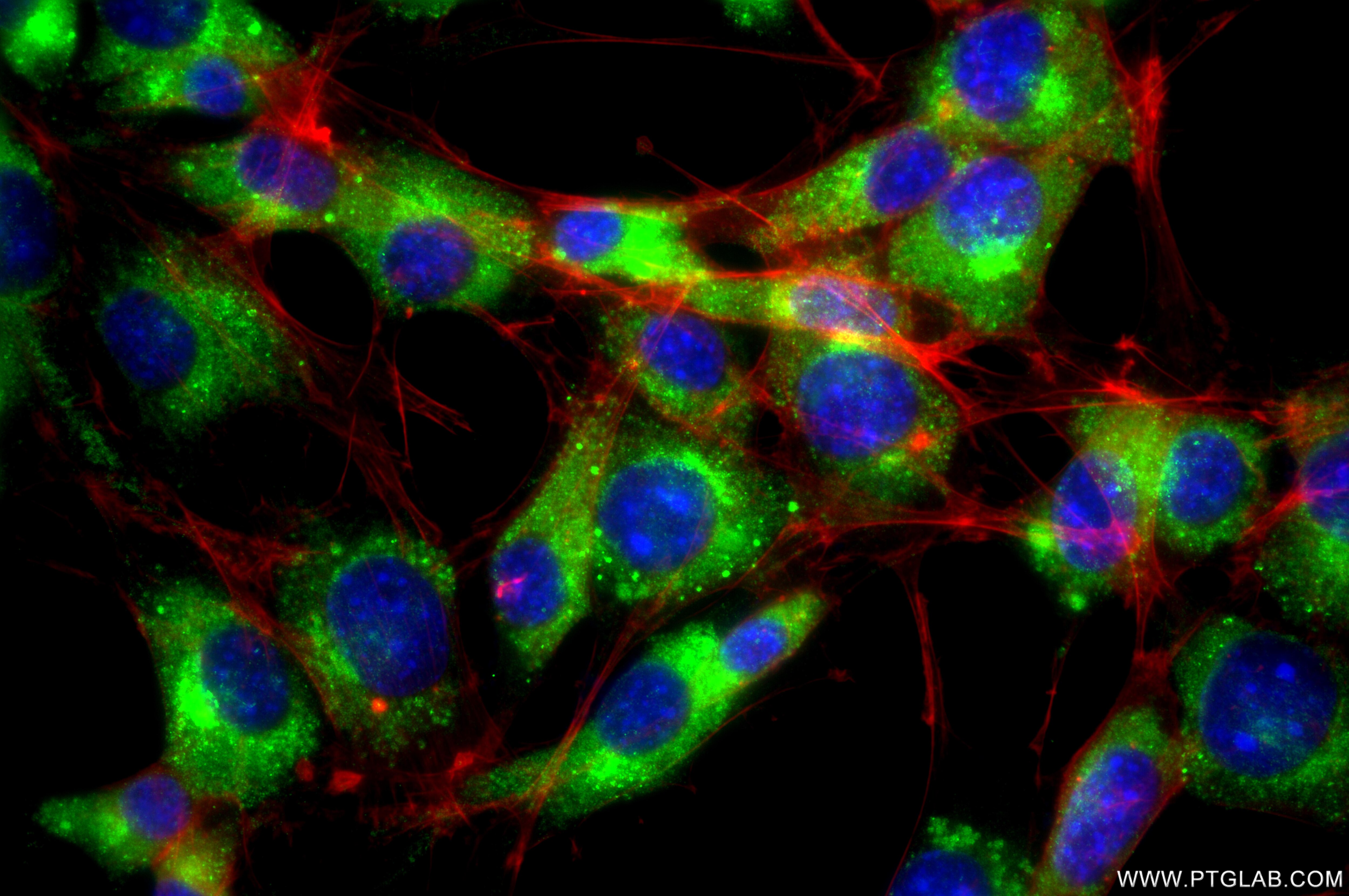 Immunofluorescence (IF) / fluorescent staining of NIH/3T3 cells using Cathepsin D Recombinant monoclonal antibody (85964-1-RR)