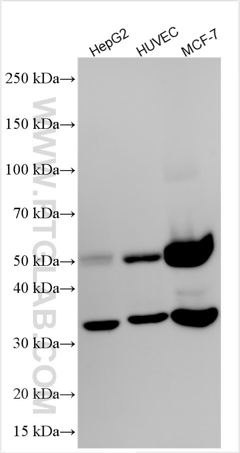 WB analysis using RMX00012 Western Blot (WB) analysis of various lysates using Multi-rAb® Cathepsin D Multi-Recombinant antibody (RMX00012)