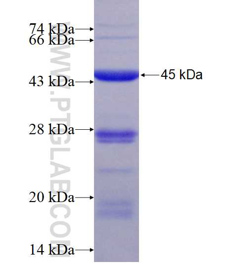 Cathepsin D fusion protein Ag15254 SDS-PAGE