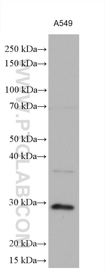 Western Blot (WB) analysis of various lysates using Cathepsin L Polyclonal antibody (27952-1-AP)