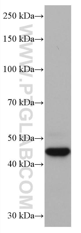 Western Blot (WB) analysis of A549 cells using Cathepsin L Monoclonal antibody (66914-1-Ig)