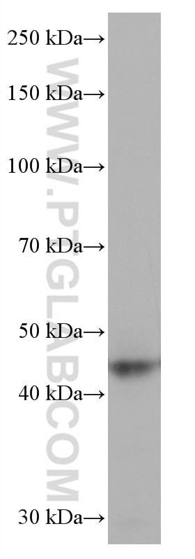 Western Blot (WB) analysis of NCI-H1299 cells using Cathepsin L Monoclonal antibody (66914-1-Ig)