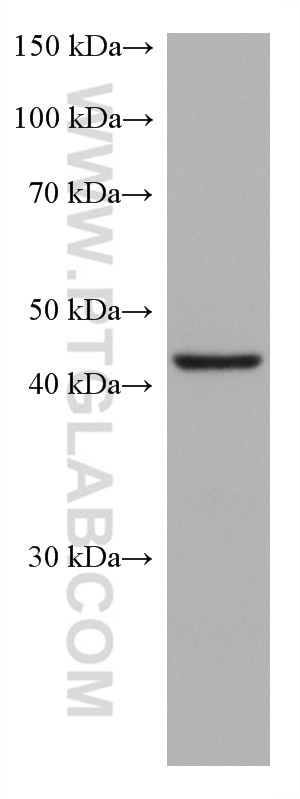 Western Blot (WB) analysis of HeLa cells using Cathepsin L Monoclonal antibody (66914-1-Ig)