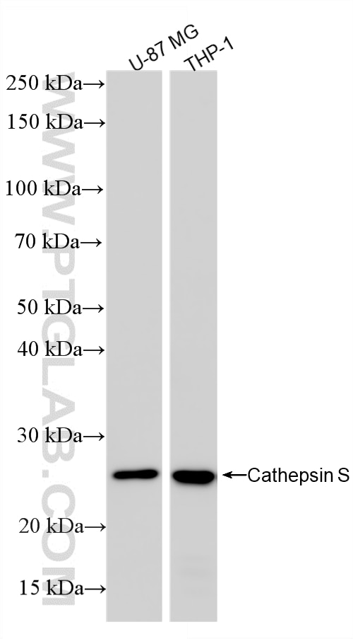 WB analysis using 86948-1-RR (same clone as 86948-1-PBS) Western Blot (WB) analysis of various lysates using Cathepsin S Recombinant monoclonal antibody (86948-1-RR)