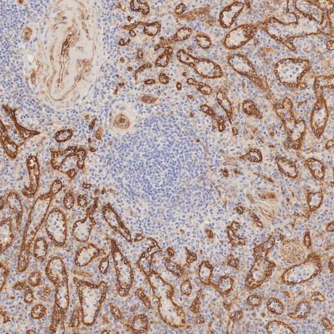 Immunohistochemistry (IHC) staining of human spleen tissue using Caveolin-1 Recombinant monoclonal antibody (84044-1-RR)