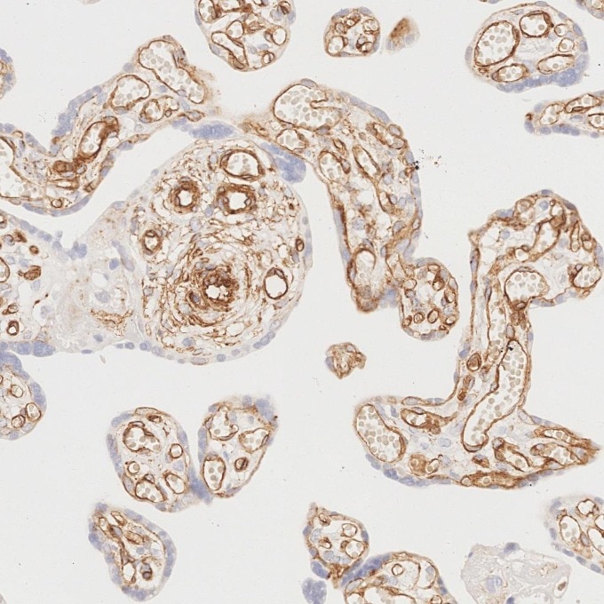 Immunohistochemistry (IHC) staining of human placenta tissue using Caveolin-1 Recombinant monoclonal antibody (84044-1-RR)