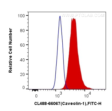 Flow cytometry (FC) experiment of HeLa cells using CoraLite® Plus 488-conjugated Caveolin-1 Monoclona (CL488-66067)