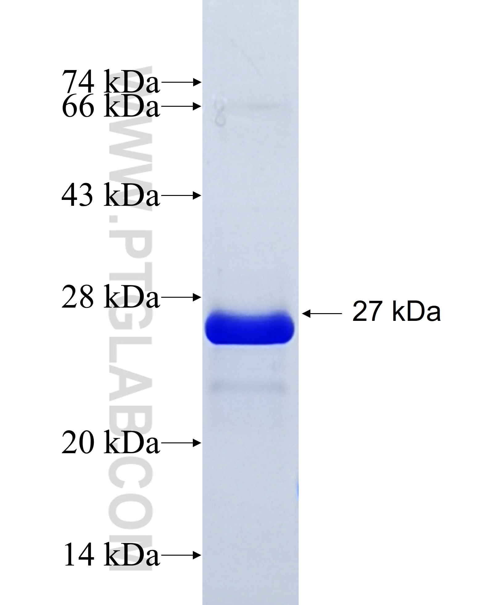 Caveolin-1 fusion protein Ag8049 SDS-PAGE