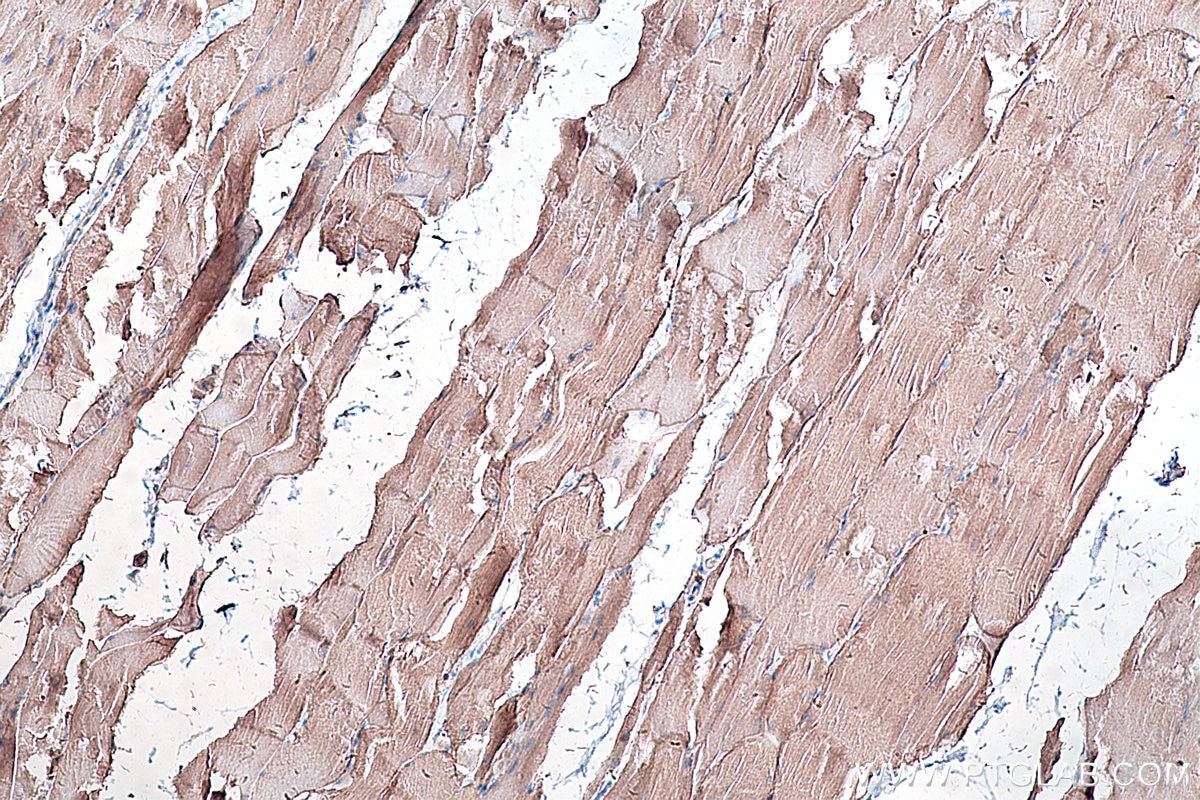 Immunohistochemistry (IHC) staining of rat skeletal muscle tissue using Caveolin-3 Polyclonal antibody (28358-1-AP)