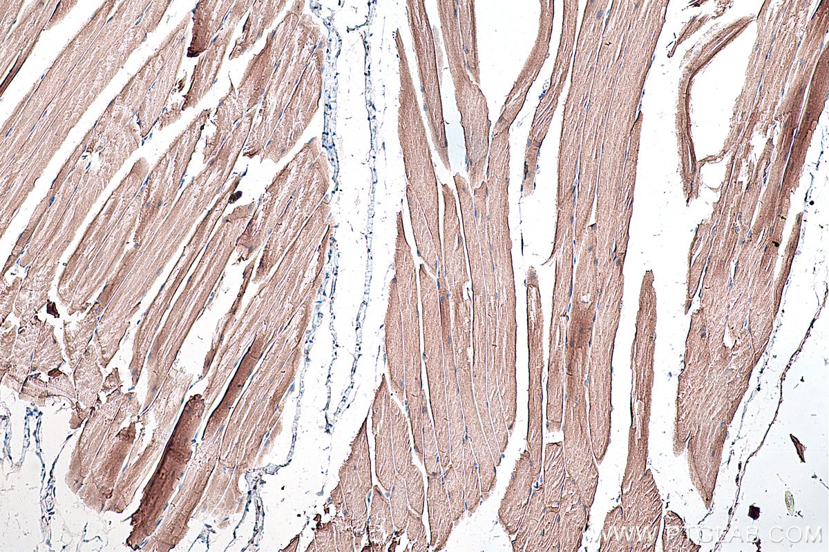 IHC staining of mouse skeletal muscle using 28358-1-AP