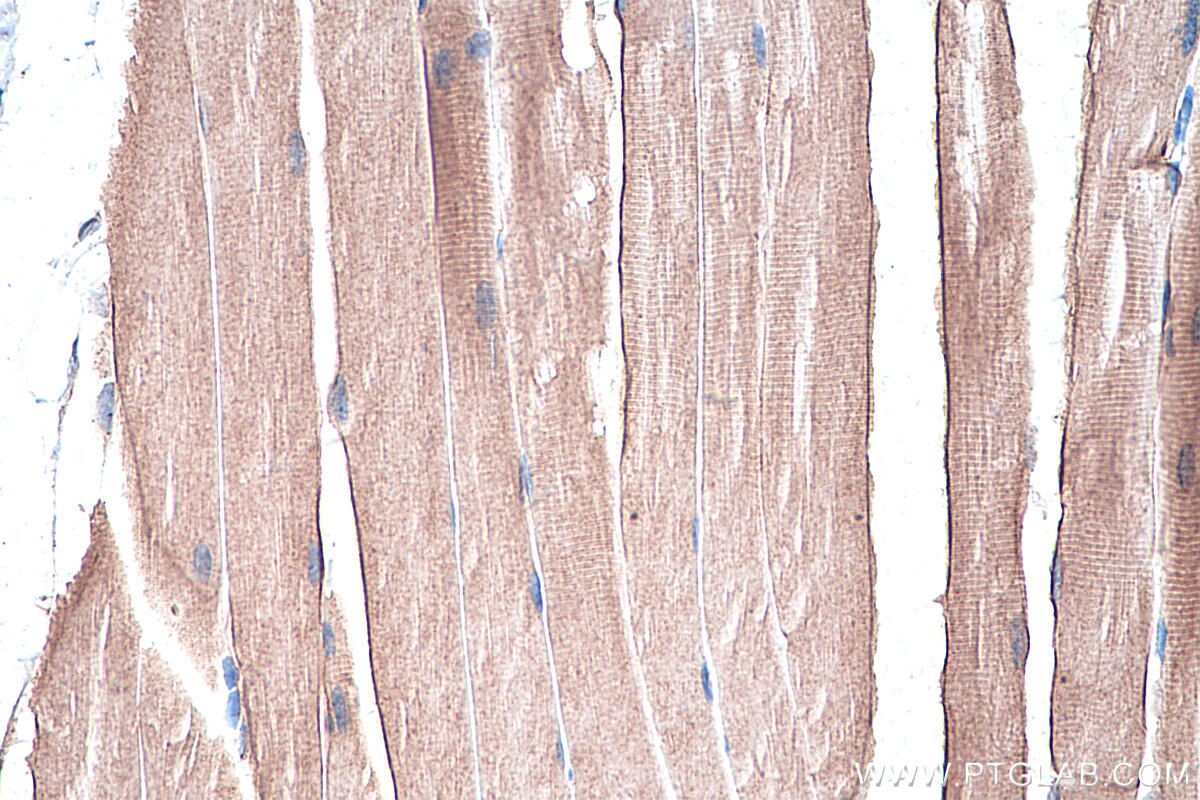 Immunohistochemistry (IHC) staining of mouse skeletal muscle tissue using Caveolin-3 Polyclonal antibody (28358-1-AP)