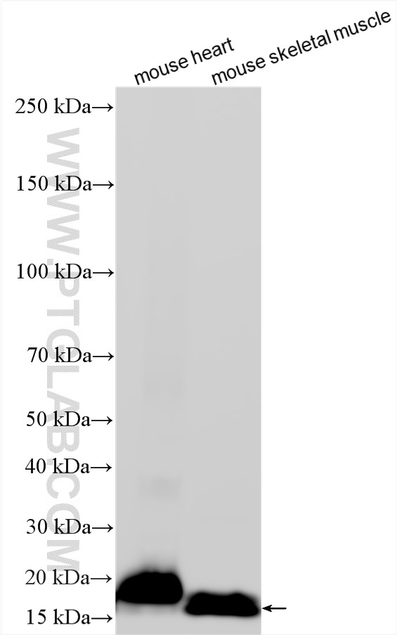 WB analysis using 28358-1-AP Western Blot (WB) analysis of various lysates using Caveolin-3 Polyclonal antibody (28358-1-AP)