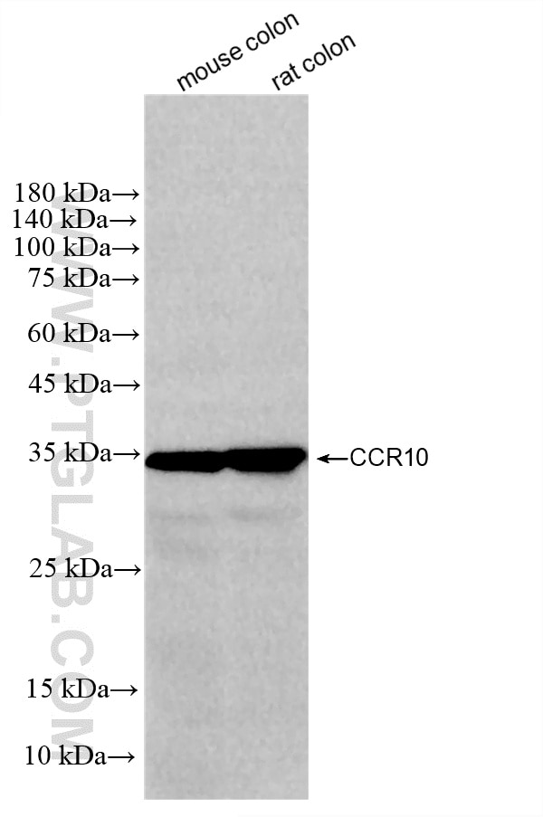 WB analysis using 87436-1-RR (same clone as 87436-1-PBS) Western Blot (WB) analysis of various lysates using Ccr10 Recombinant monoclonal antibody (87436-1-RR)